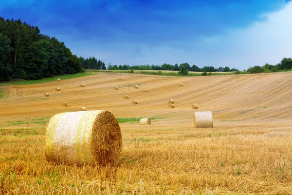 Campo di grano . — Foto Stock