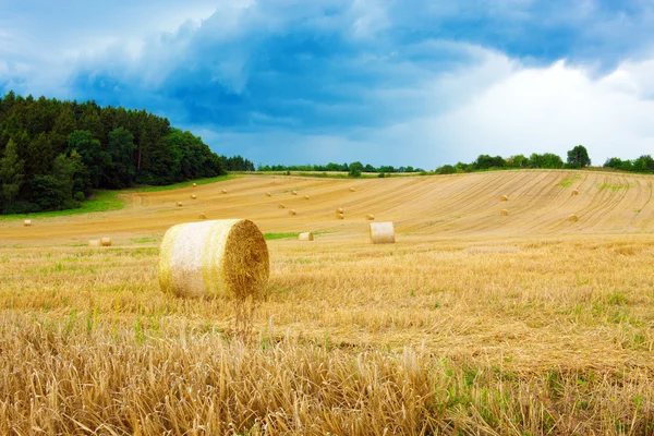 Gebied van graan. — Stockfoto