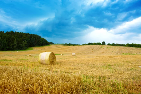 Gebied van graan. — Stockfoto