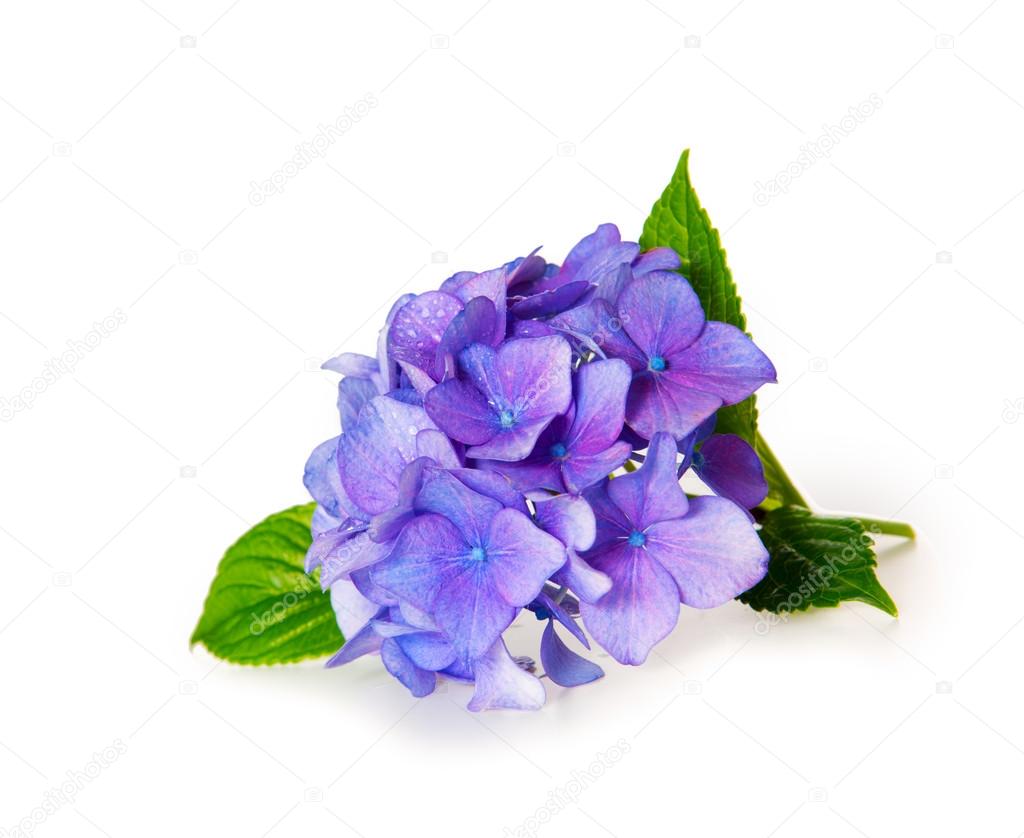 Blue Hydrangea.