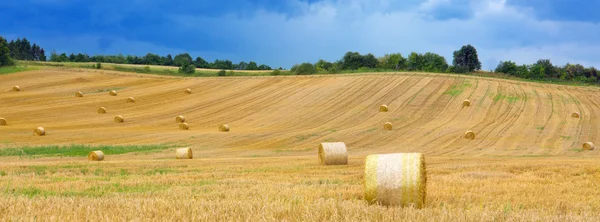 Gebied van graan. — Stockfoto