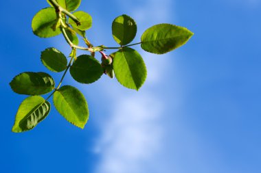 yeşil yapraklar izole .