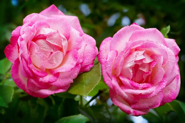 Beautiful pink roses . — Stock Photo, Image