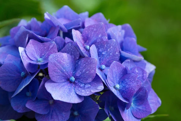 Blue hydrangea flowers. — Stock Photo, Image