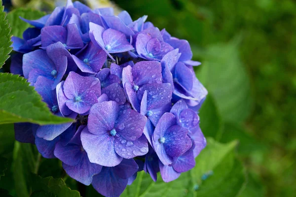 Blue hydrangea flowers. — Stock Photo, Image