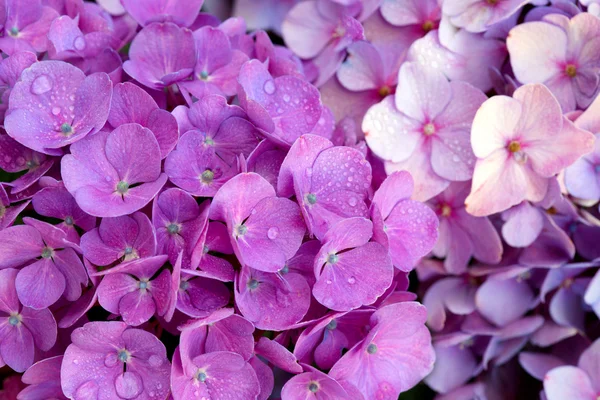 Rosa hortensias flores fondo. —  Fotos de Stock