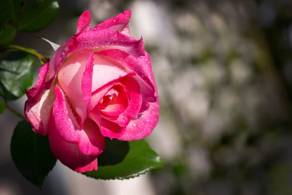 Rosa rosa hermosa . —  Fotos de Stock
