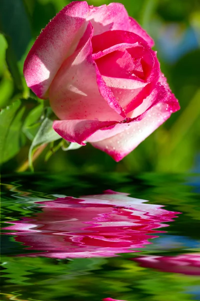 Rosa bonita aumentou em um jardim. — Fotografia de Stock