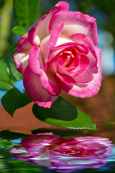 Rosa bonita aumentou em um jardim. — Fotografia de Stock