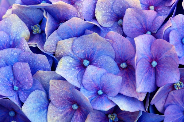 Blue hydrangea flowers background. — Stock Photo, Image