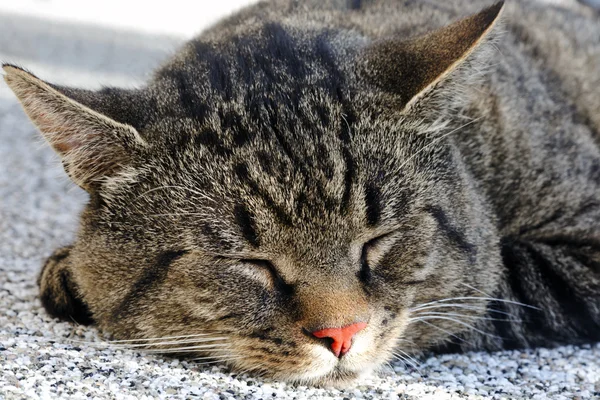 Closeup of sleeping cat face  . — Stock Photo, Image