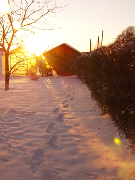 Sunshine in the winter garden. — Zdjęcie stockowe