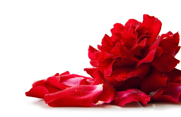 Red rose isolated on white background. — Stock Photo, Image