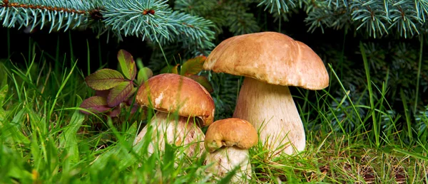 Tre funghi porcini nella foresta . — Foto Stock