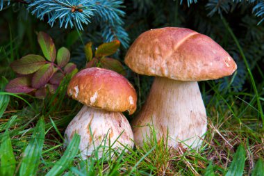 Two mushroom boletus in the forest. clipart