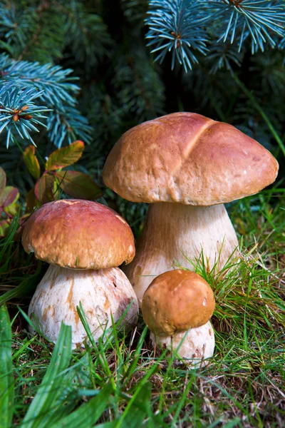 Three mushroom boletus in the forest. — Stock Photo, Image