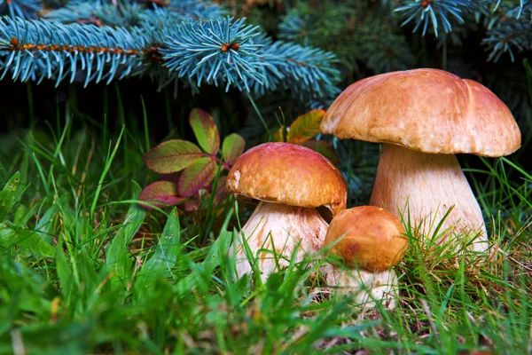 Tre funghi porcini nella foresta . — Foto Stock