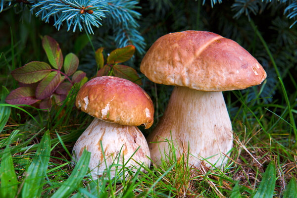 Two mushroom boletus in the forest.