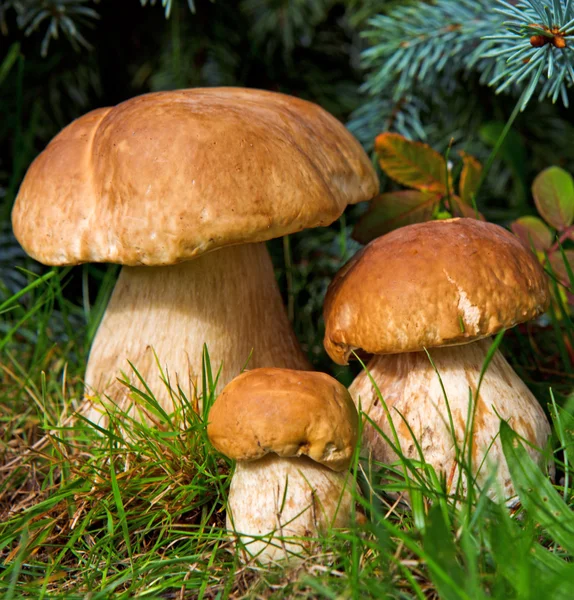 Three mushroom boletus in the forest. — Stock Image Three mushroom boletus in the forest. Stock Picture