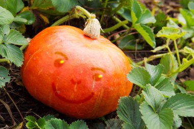 büyük turuncu kabak .