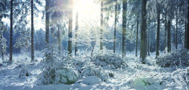 Karlı orman manzarasında kış güneşi .