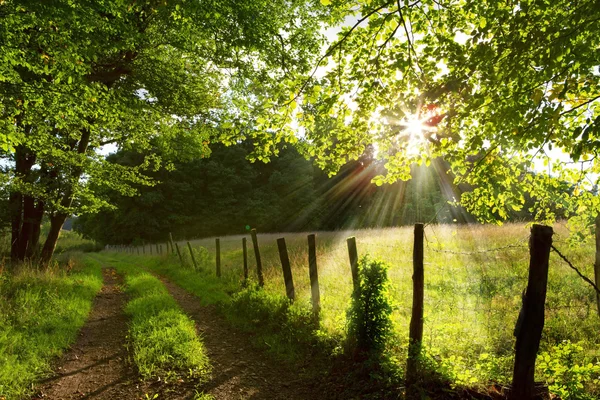 Bosque con rayos de sol, sombras y niebla . — Foto de Stock