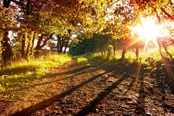 Forest with Sun Rays, Shadows and Fog. — Stock Photo, Image