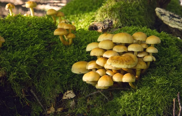 Mushroom Kingdom . — Stock Photo, Image