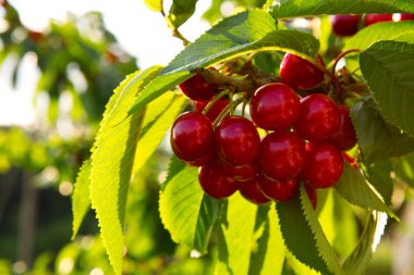 Kiraz ağacında sallanan kirazlar.