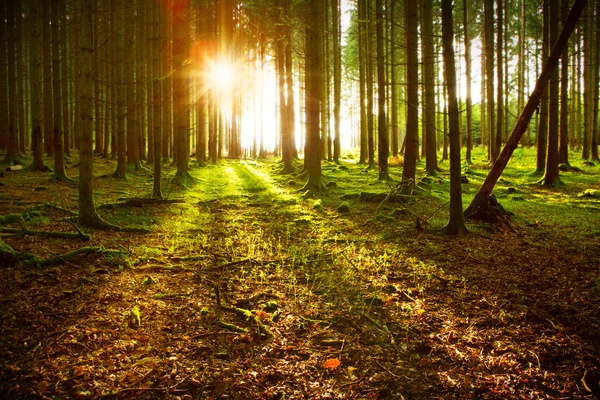 Matahari terbenam di hutan musim gugur. — Stok Foto