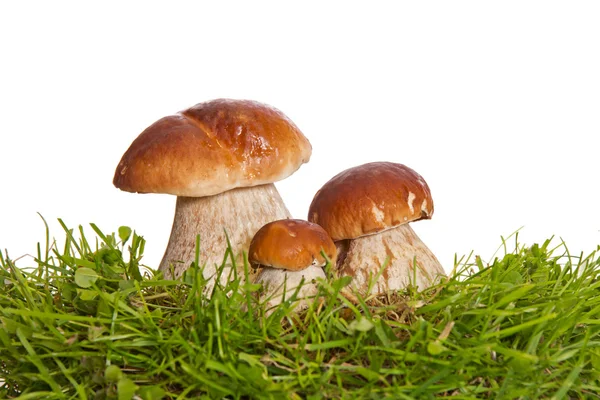 Three Mushrooms isolated on a white background. — Stock Photo, Image