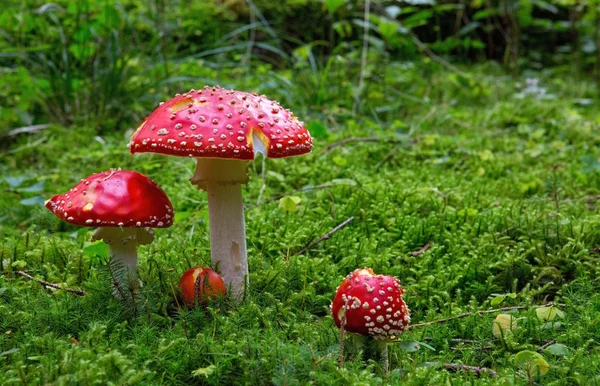 Fly-agaric ormanda .