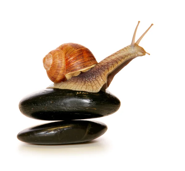 Caracol en piedra de spa aislada sobre blanco . —  Fotos de Stock