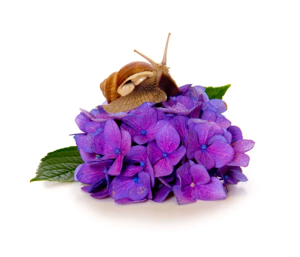 Caracol de jardim em flor de hortênsia violeta isolada  . — Fotografia de Stock