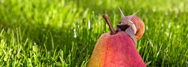 Caracol en el jardín de verano en pera sentado. —  Fotos de Stock