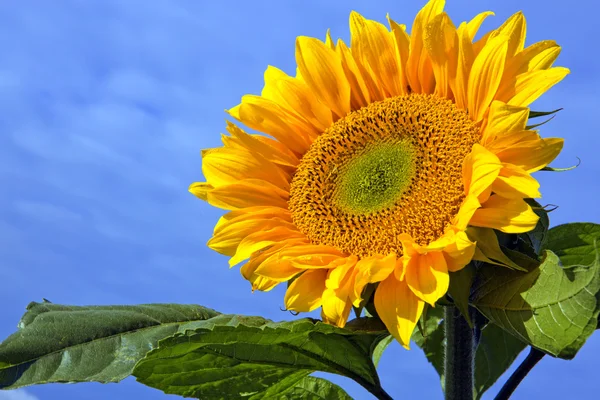 Zon bloem tegen een blauwe hemel. — Stockfoto