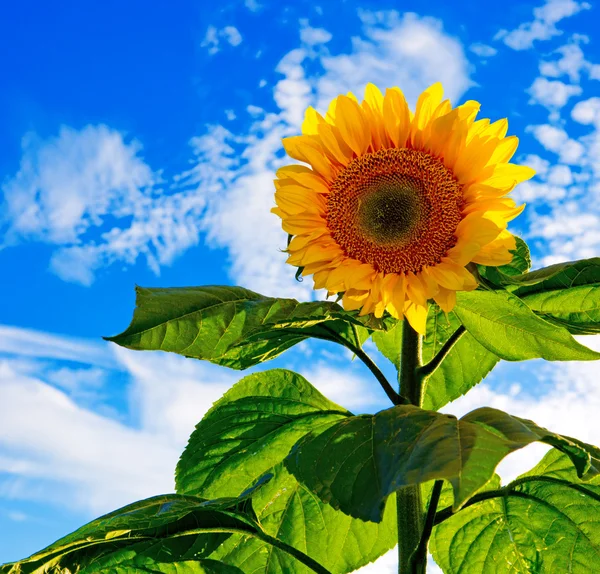 Zon bloem tegen een blauwe hemel. — Stockfoto