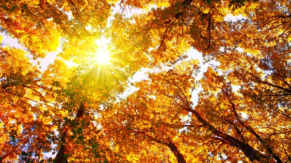 Lever de soleil dans la forêt d'automne. — Photo
