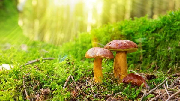 Mushroom in green moss. — Stock Photo, Image