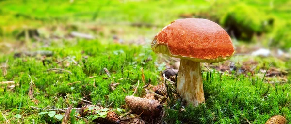 Mushroom in green moss. — Stock Photo, Image