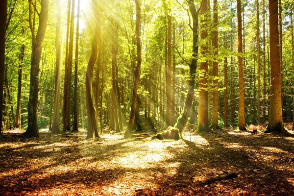 Sunlight in the green forest. — Stock Photo, Image