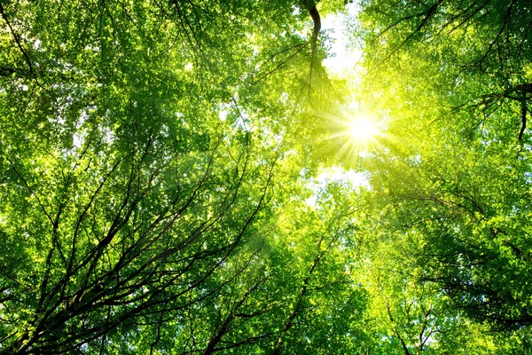 Kleurrijke boomtoppen in Val forest met zon schijnt niettemin bomen. — Stockfoto