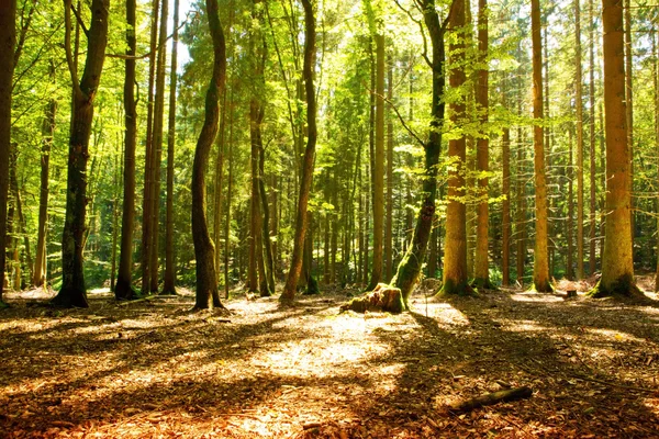 La lumière du soleil dans la forêt verte . — Photo