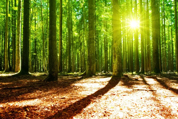 Luce del sole nella foresta verde . — Foto Stock