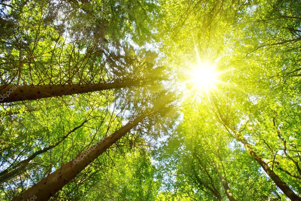 Window Shades Forest Thermal Insulated Adjustable Balloon Summer Forest with Early Morning Sun Through Trees Scenics Picture 27 W x 64 L Forest Green and Yellow