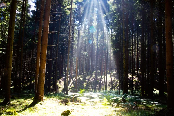 La luz del sol en el bosque de verano . —  Fotos de Stock