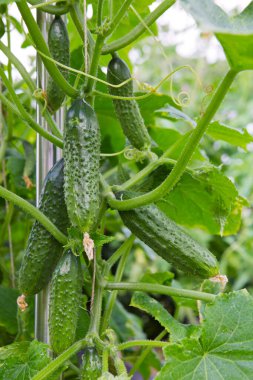 Sebze bahçesinde yetişen yeşil salatalıklar..