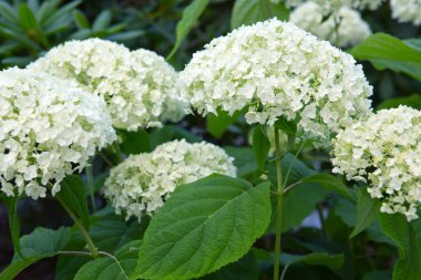 Beyaz Annabelle ortanca çiçekleri güneş ışığı bahçesinde.