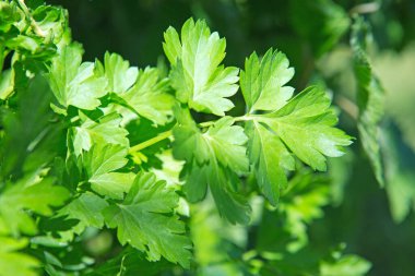 Taze maydanoz yaprakları izole edilmiş..