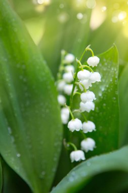 Lily vadi çiçekler. Çiçek açan vadideki zambak ile doğal arka plan.
